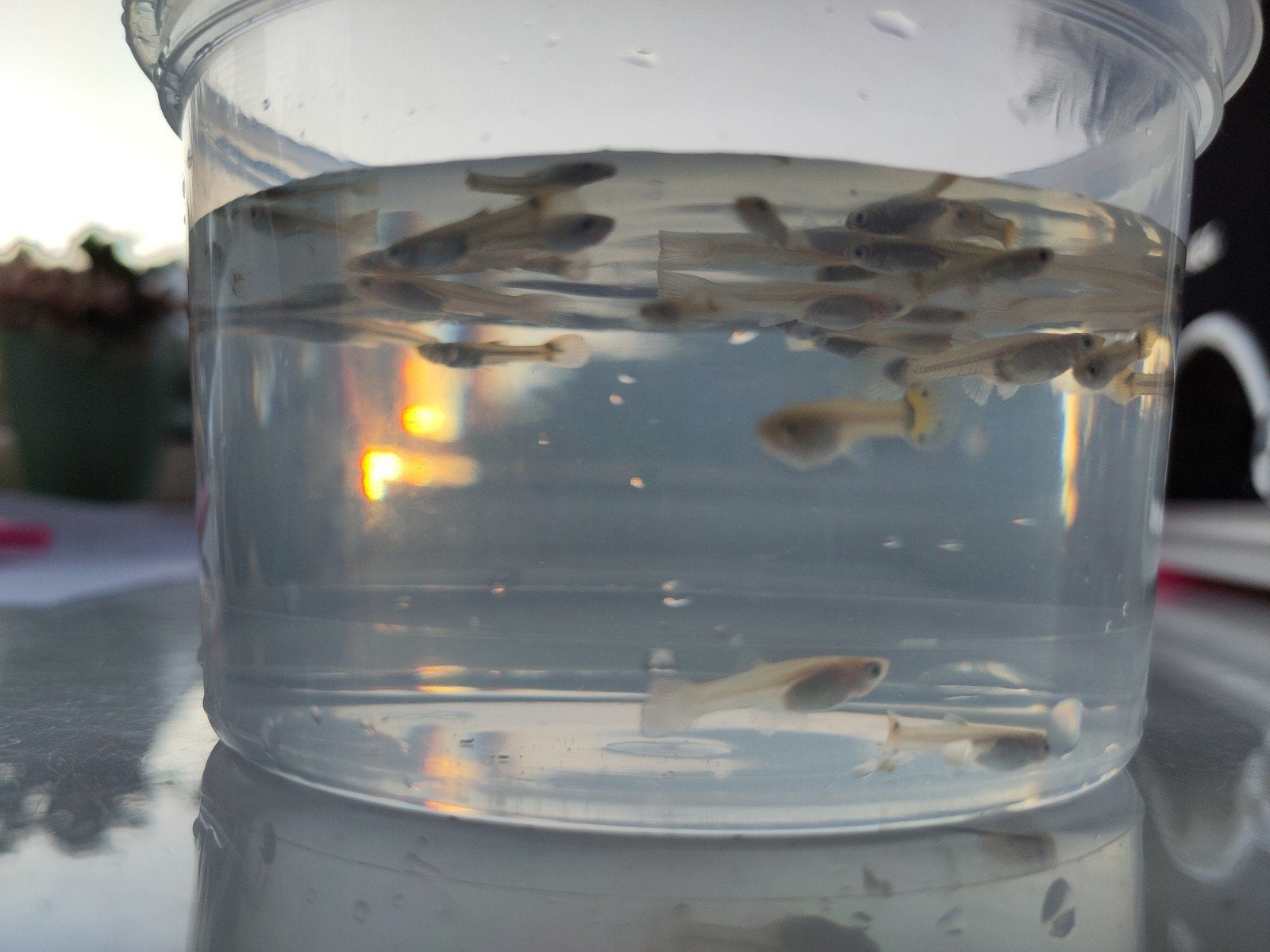 Kleine guppies, verschillende kleuren: koopje!, Vis