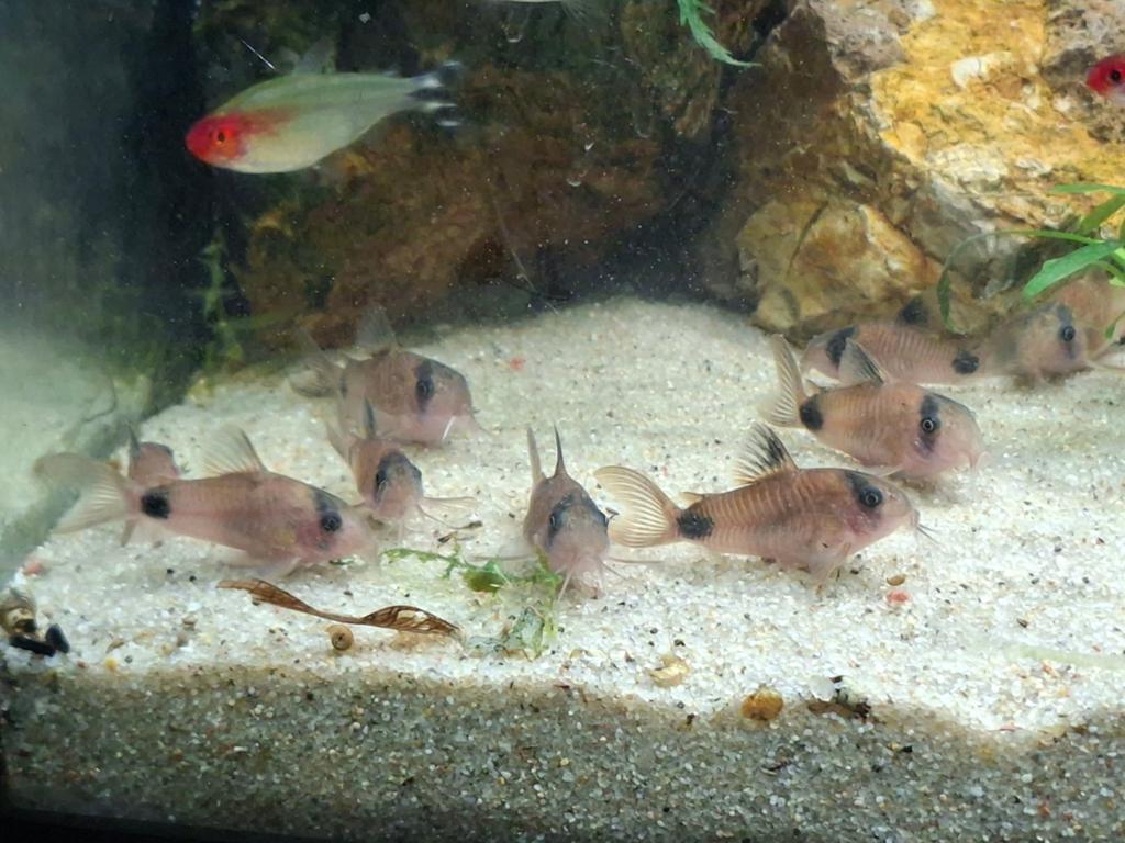 Corydoras panda, Dieren en Toebehoren, Vis