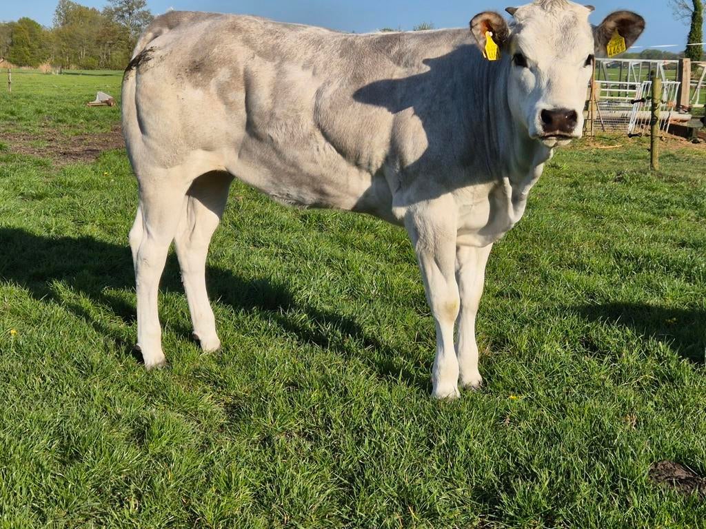 100% Piemontese Stamboek pink, Dieren en Toebehoren, Runderen, Vrouwelijk, 0 tot 2 jaar