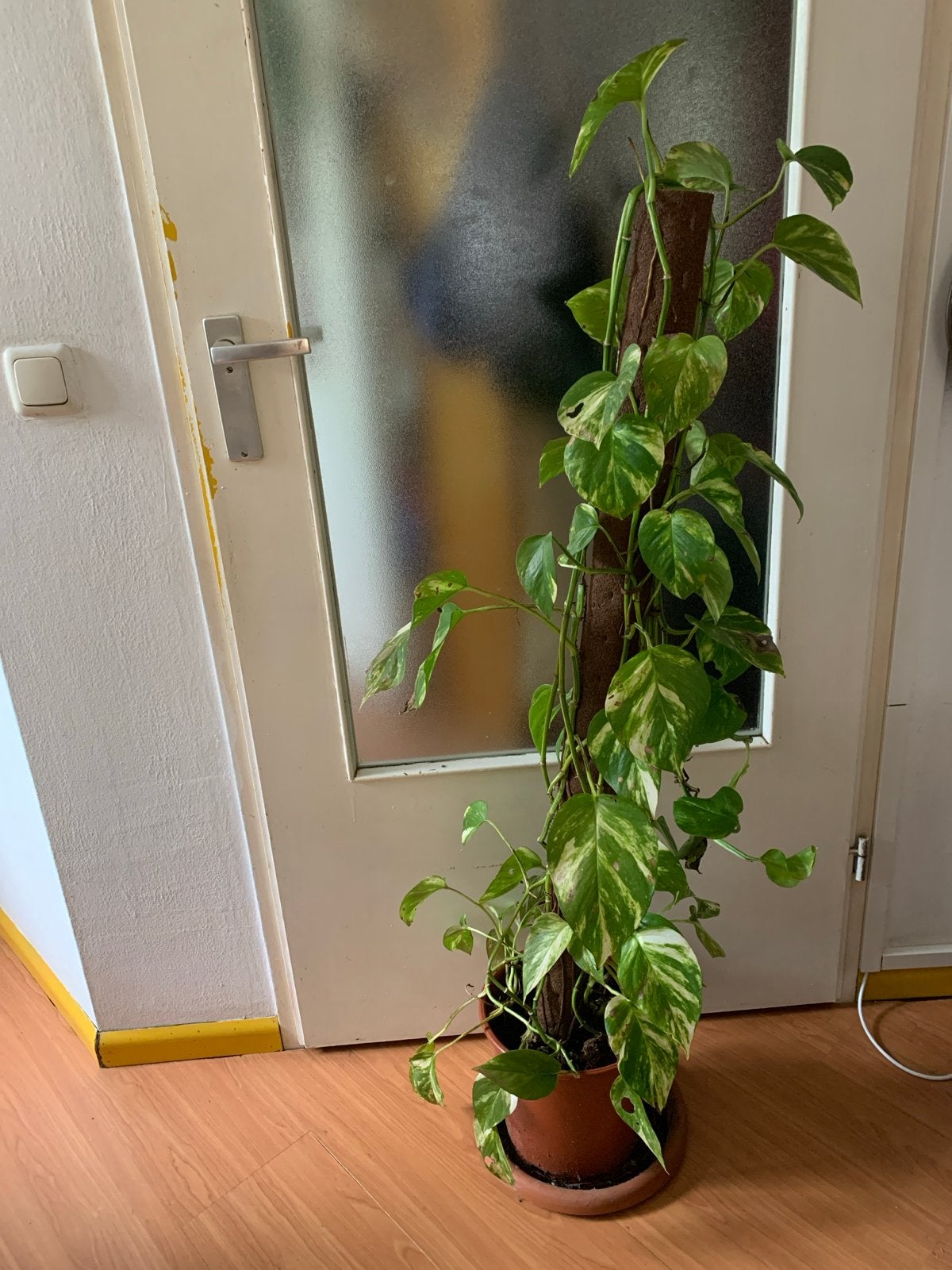 Grote Pothos (Epipremnum Aureum) op mosstok, Vaste plant, Ophalen of Verzenden, Bloeit niet, Halfschaduw