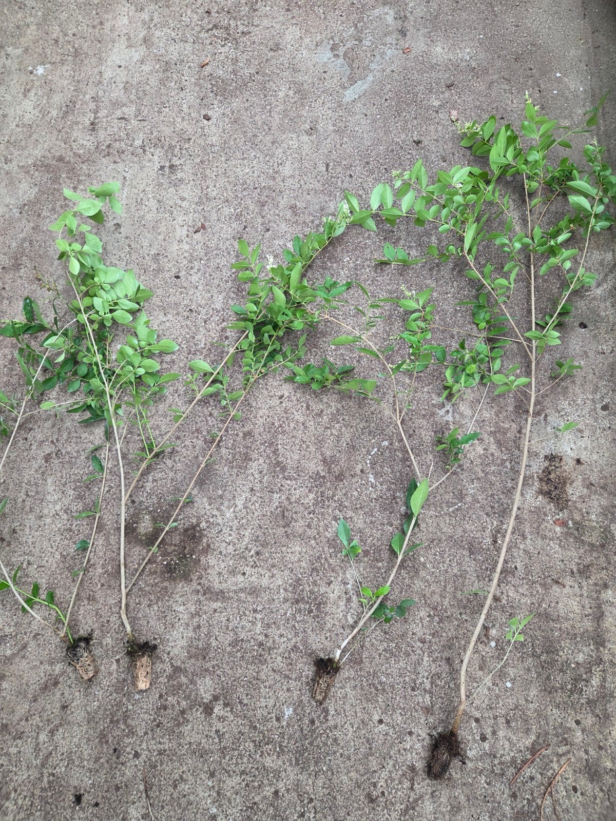 Ligustrum ovafolium,  Liguster, Tuin en Terras, Planten | Struiken en Hagen, Ophalen, Liguster, Haag, Minder dan 100 cm