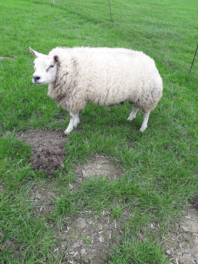 Texelaar ram, Dieren en Toebehoren, Schapen, Geiten en Varkens, Mannelijk, Schaap, 0 tot 2 jaar