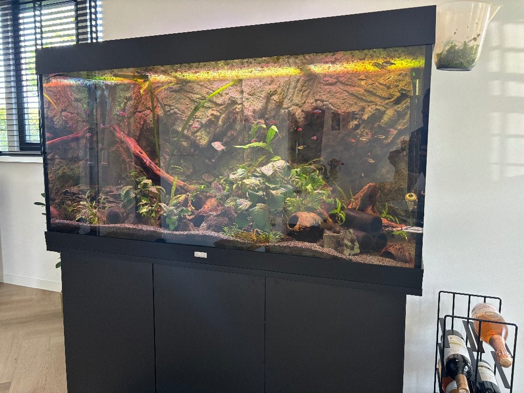Juwel Rio 350 compleet aquarium (verdient liefde), Ophalen, Gebruikt, Inclusief vissen, Gevuld zoetwateraquarium