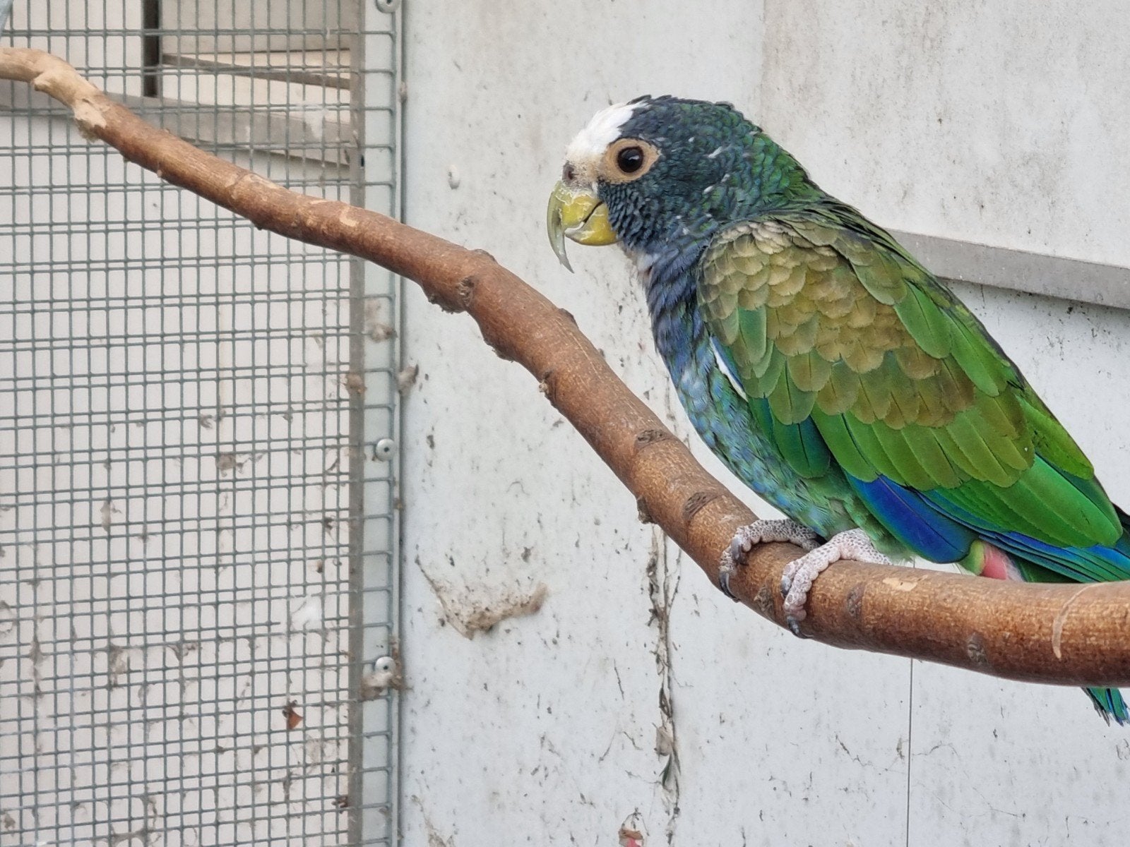 wit voorhoofd pionus