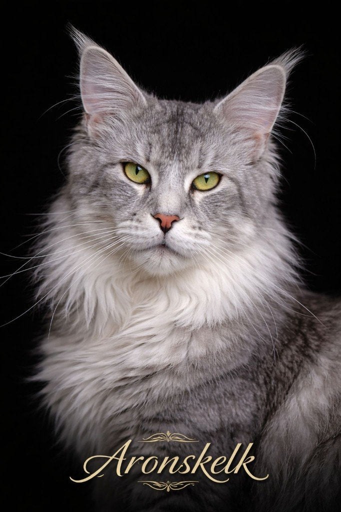Foto 12 van 2 maine coons zusjes beschikbaar