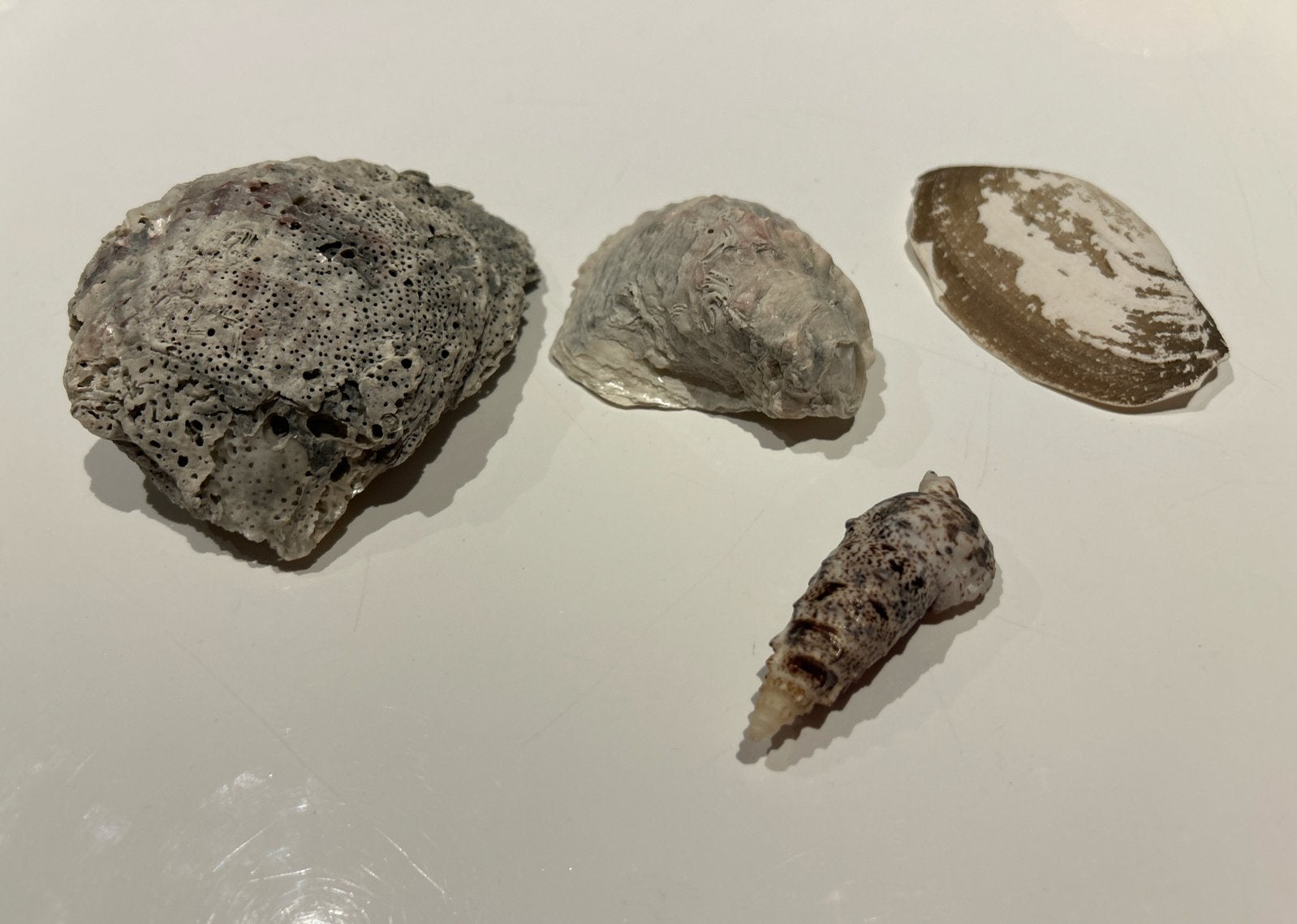 Diverse schelpen collectie - 4 stuks, Ophalen of Verzenden, Gebruikt
