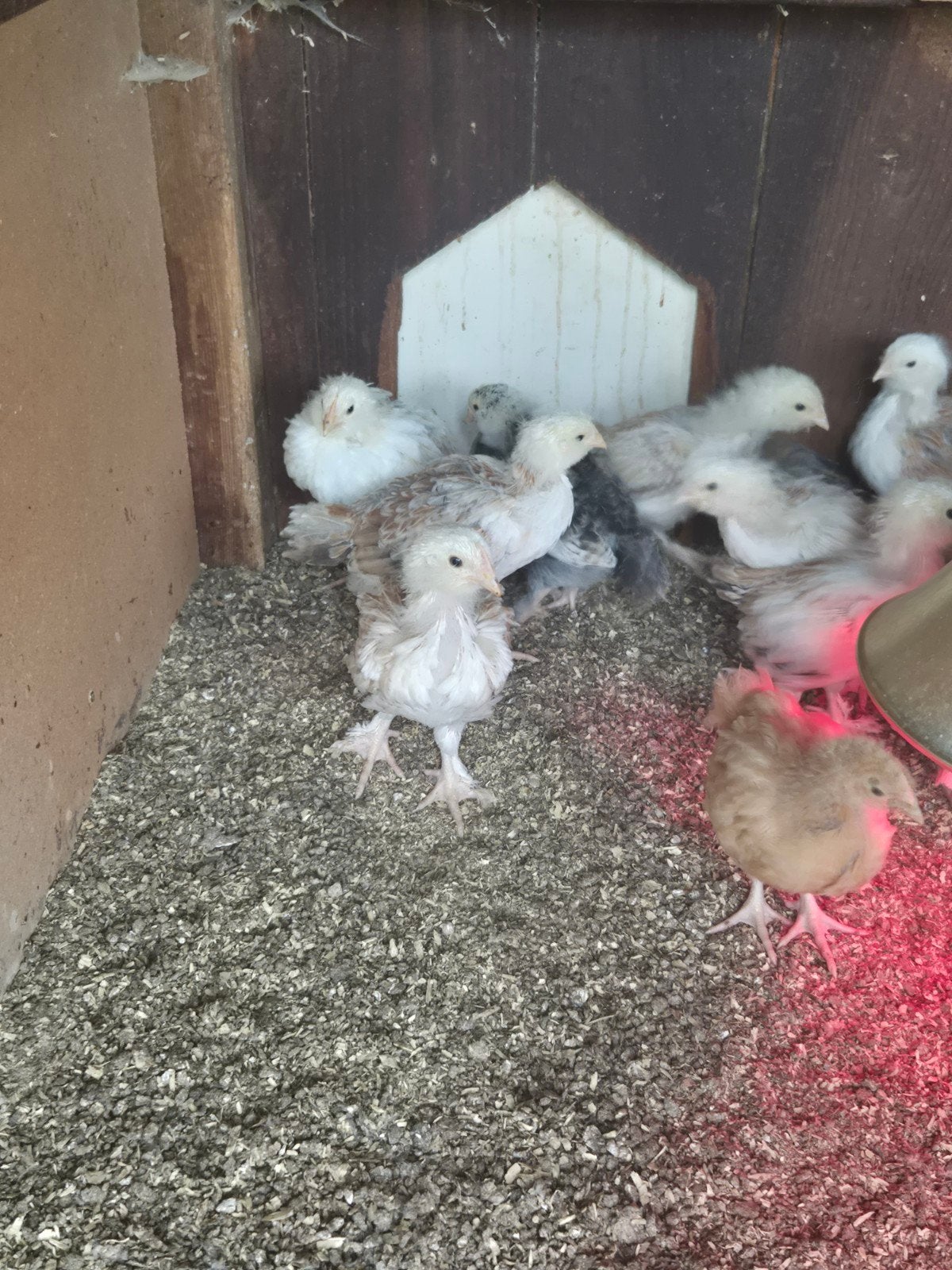 7 Faverolles Zalmkleur Groot hennen 5 weken, Dieren en Toebehoren, Vrouwelijk, Kip