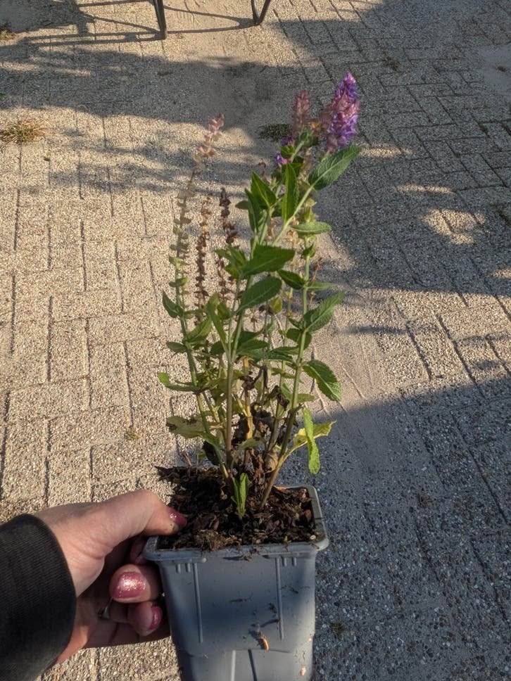 Salvia Ost Friesland - Prachtige Vaste Plant, Overige soorten, Volle zon, Vaste plant, Ophalen of Verzenden