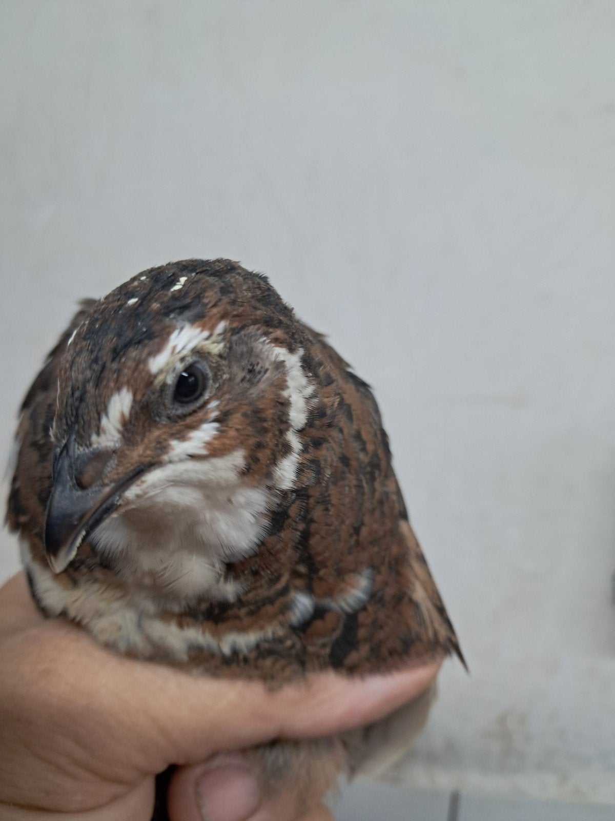 jonge Japanse kwartels, Meerdere dieren
