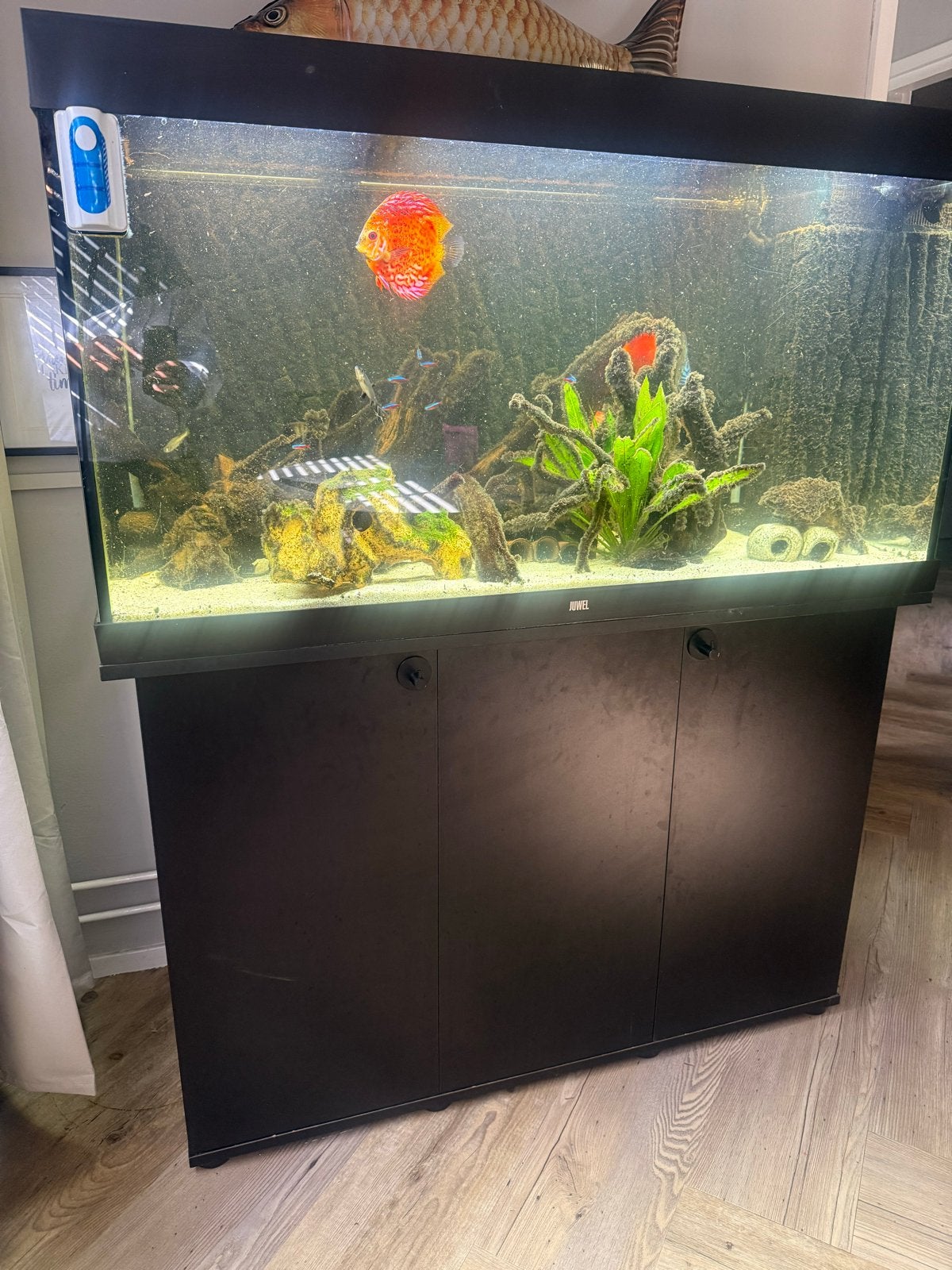 COMPLETE JUWEL RIO 350 – MET DISCUSSEN EN VEEL TOEBEHOREN!, Ophalen of Verzenden, Zo goed als nieuw, Gevuld zoetwateraquarium