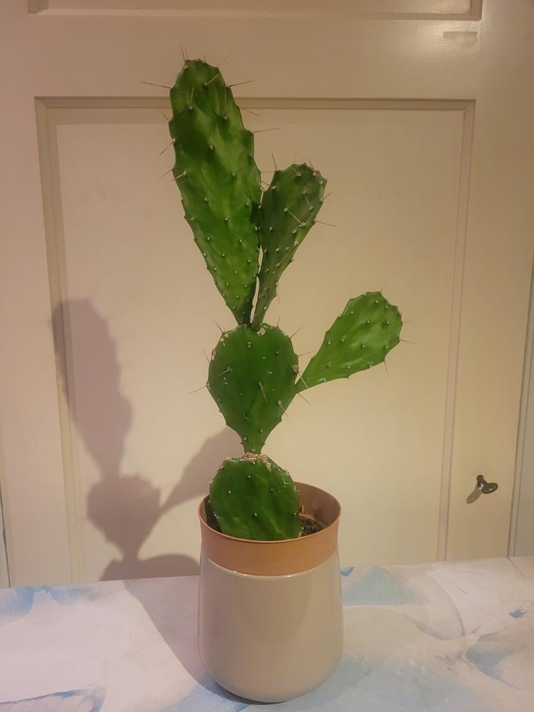 Grote vijgcactus (Opuntia) - 55 cm hoog, snelgroeiend, Ophalen