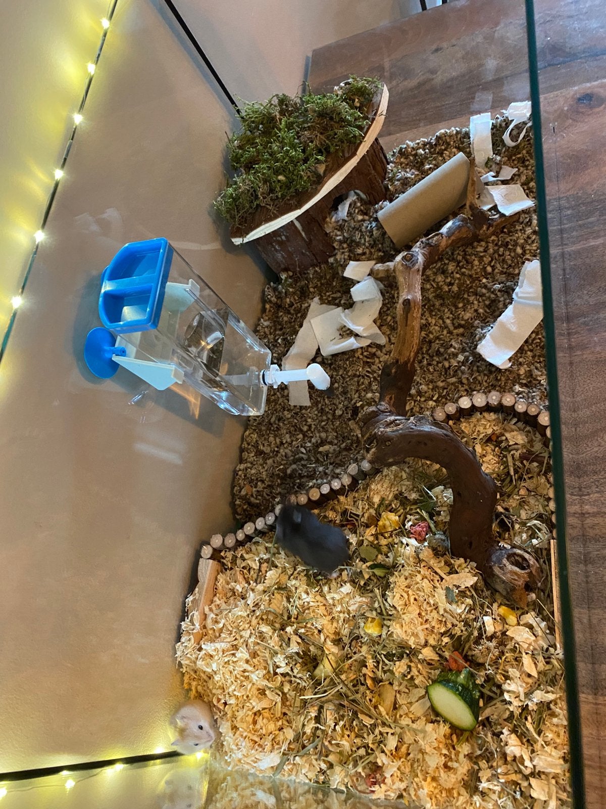 Dwerg hamsters, Hamster, Juli, Meerdere dieren, Tam