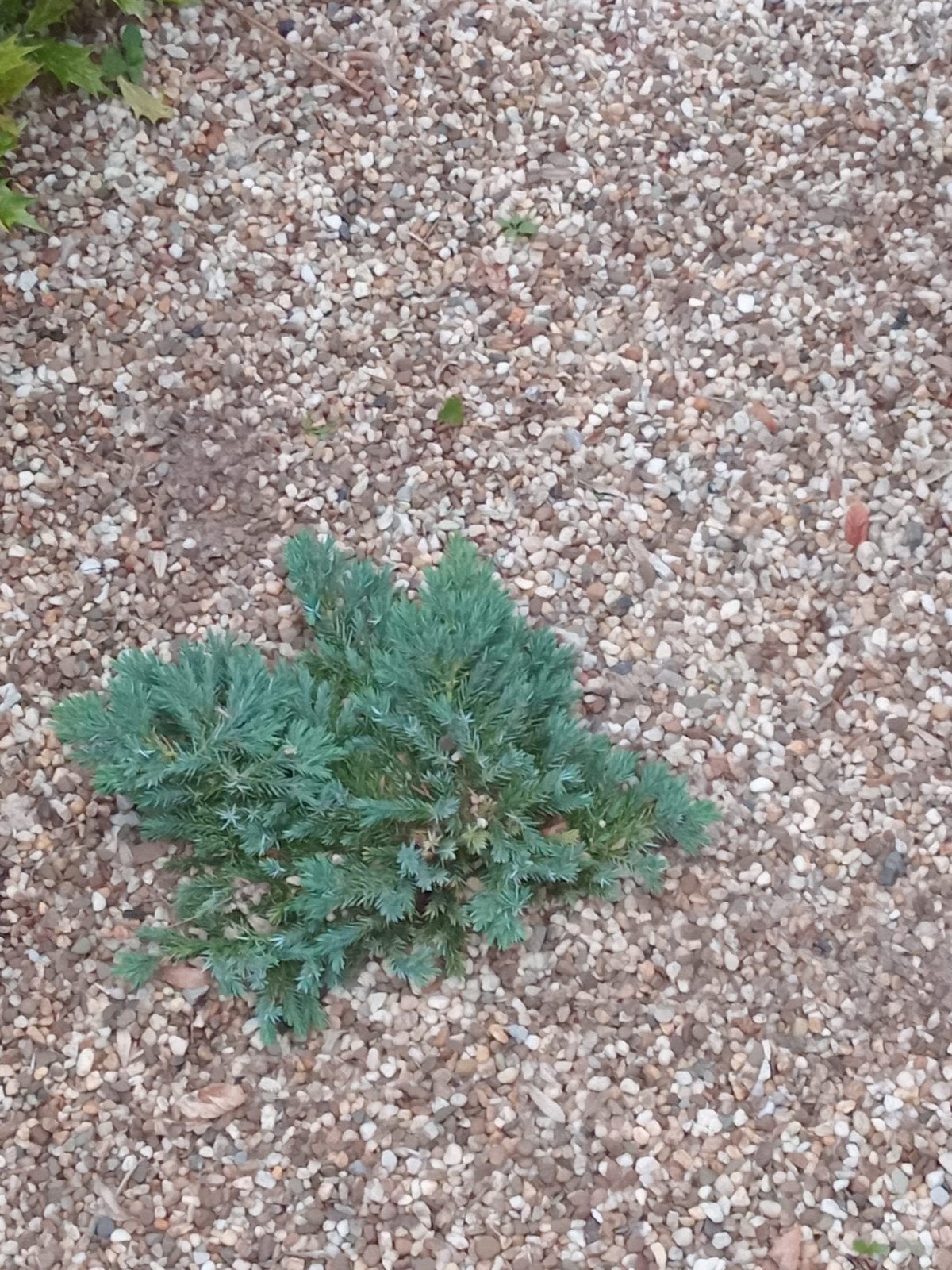Gratis kleine steentje, Tuin en Terras, Planten | Tuinplanten, Ophalen, Overige soorten, Volle zon