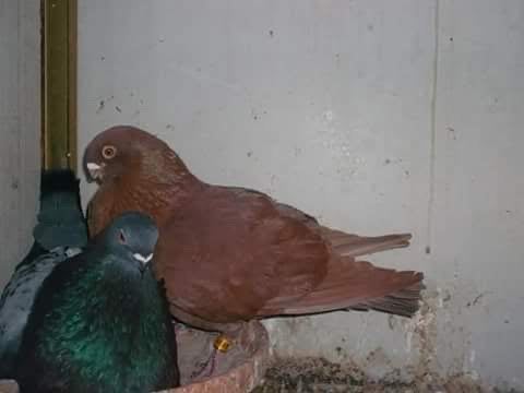 Gezocht biete rode of rood bonte tillduif, Dieren en Toebehoren, Meerdere dieren, Kropper