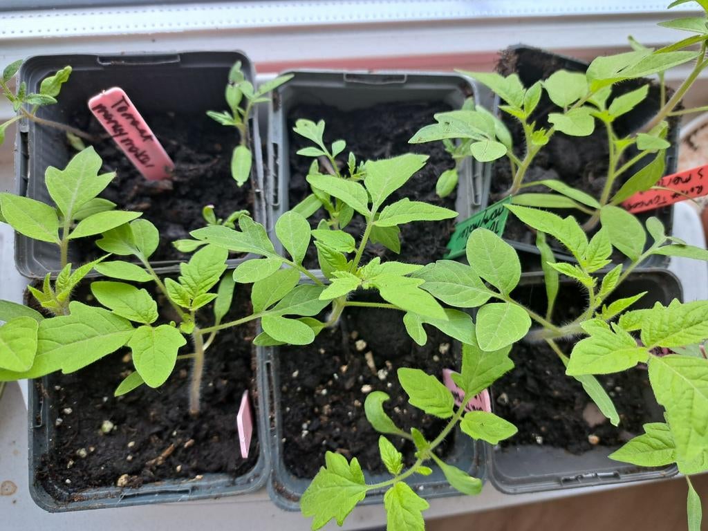 Verse Tomatenplantjes - Diverse Soorten, Tuin en Terras, Ophalen, Volle zon, Groenteplanten, Eenjarig