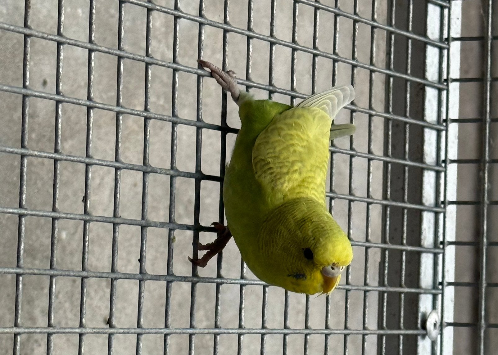 Tamme grasparkieten te koop, Dieren en Toebehoren, Meerdere dieren, Parkiet, Tam