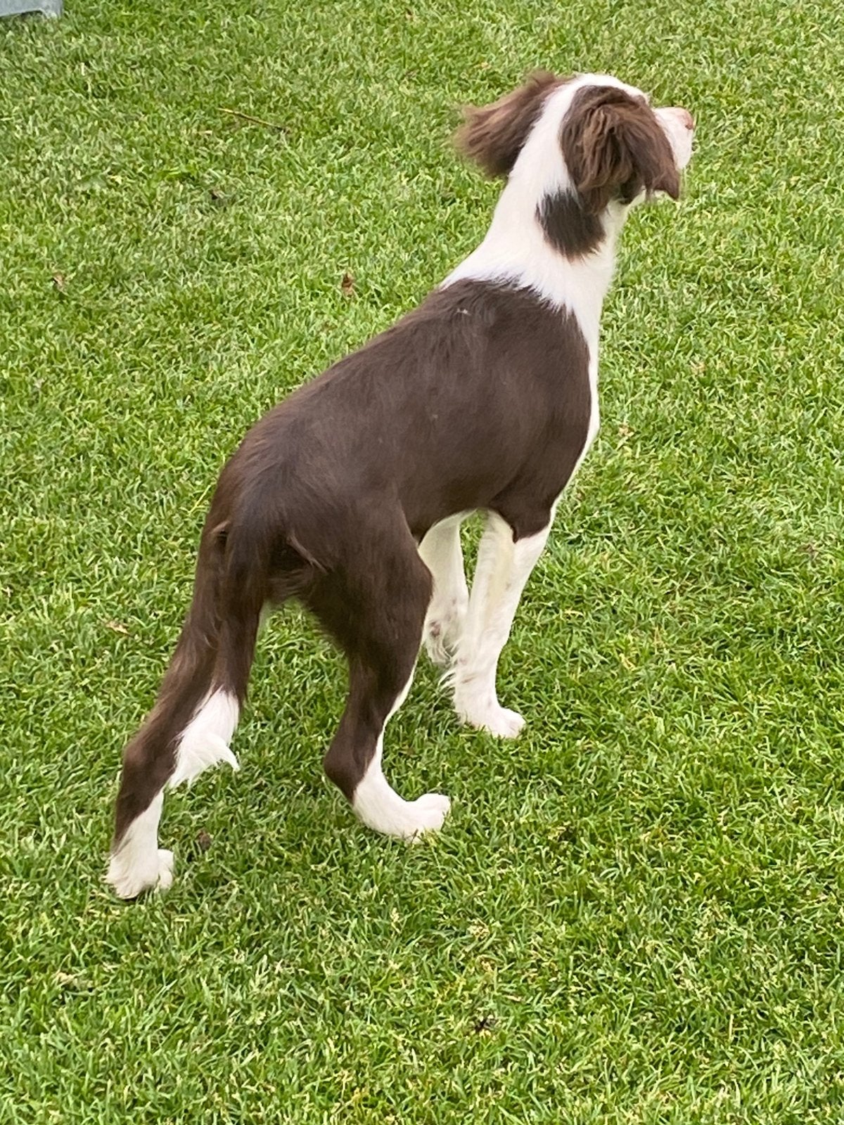 Wegens annulering prachtig BORDER COLLIE x FRIESE STABIJ pup, Parvo, Nederland, 8 tot 15 weken, Teef