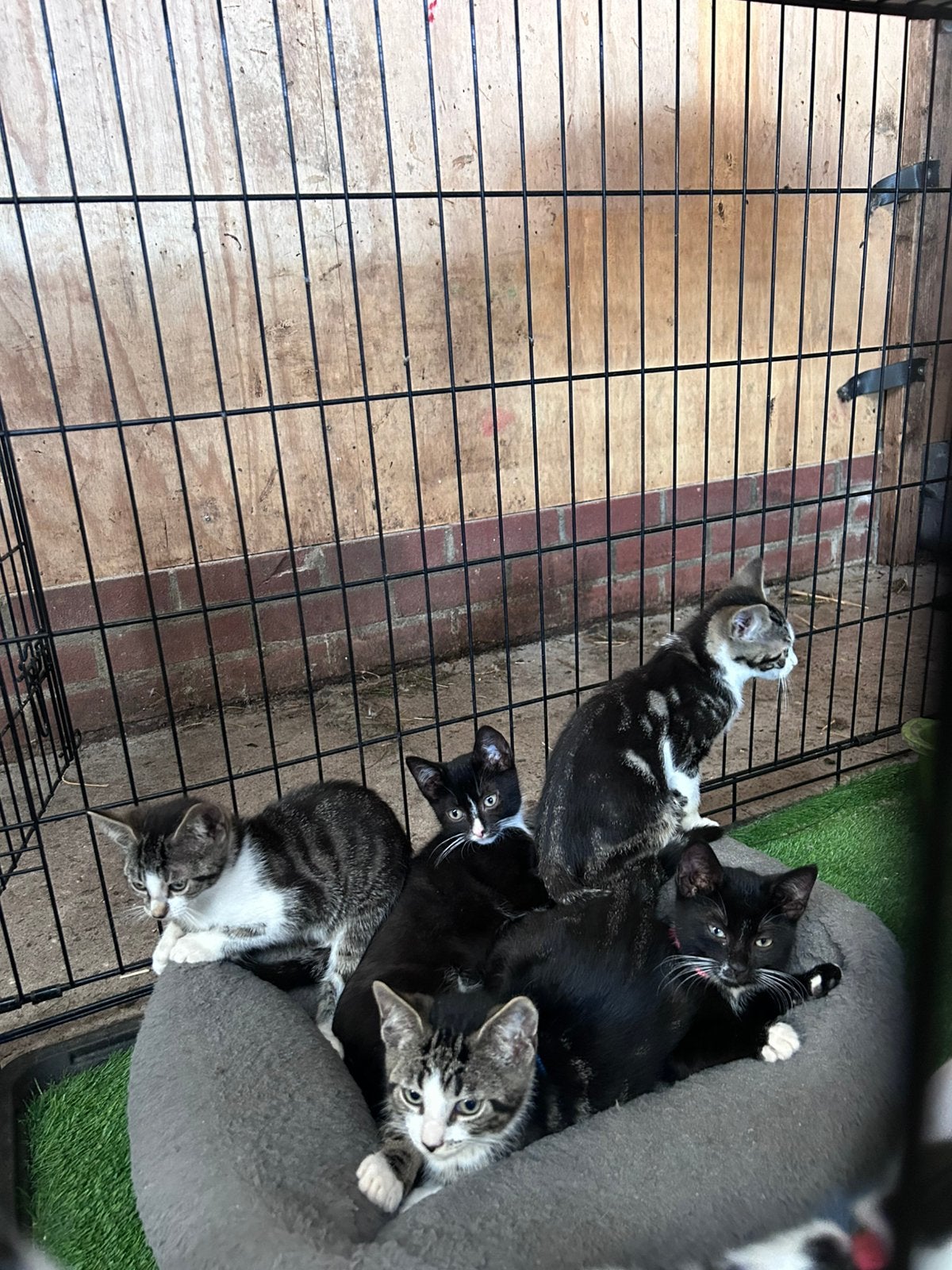 Boerderij kittens, Dieren en Toebehoren, Meerdere dieren, 0 tot 2 jaar
