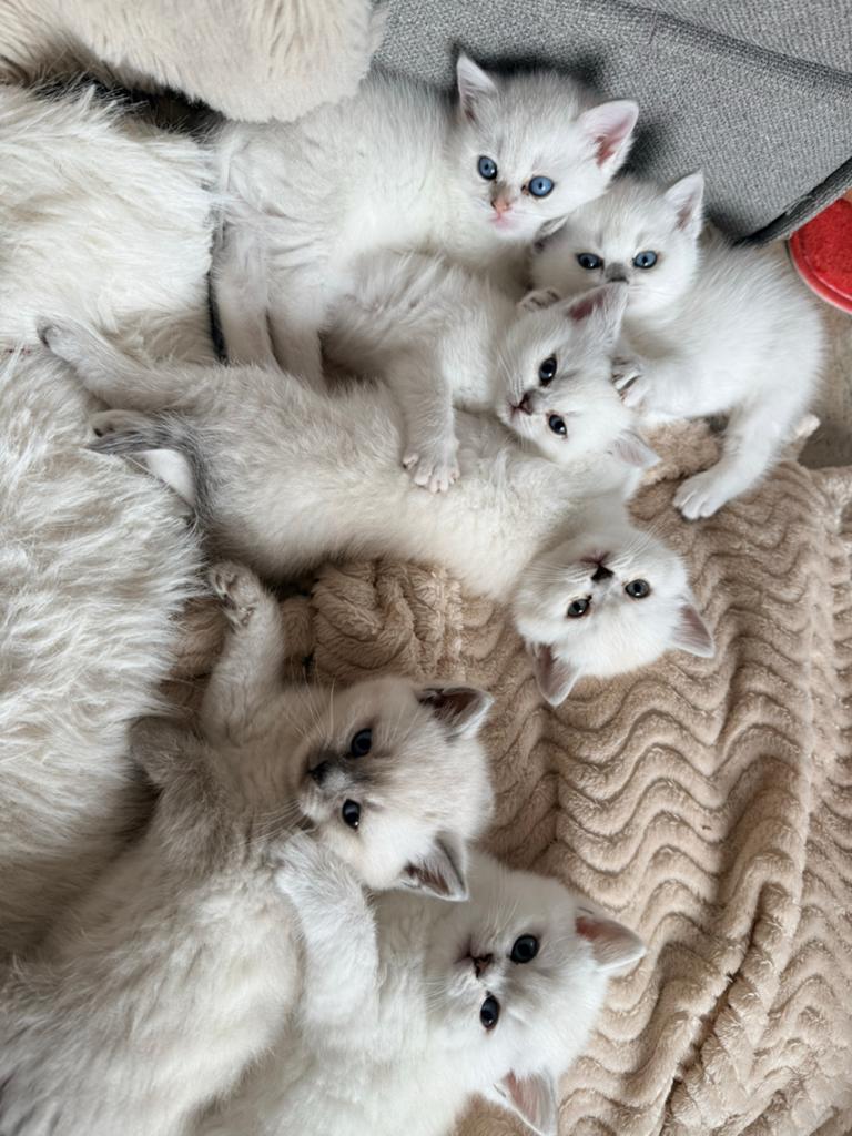 6 Prachtige Witte Britse Korthaar Kittens Beschikbaar!, Dieren en Toebehoren, Katten en Kittens | Raskatten | Langhaar, Meerdere dieren