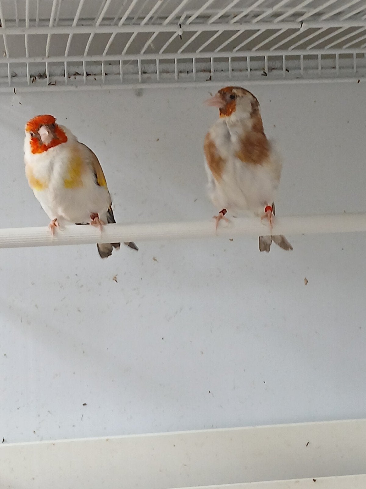 Majoor putters koppel, Meerdere dieren, Wildzangvogel, Geringd