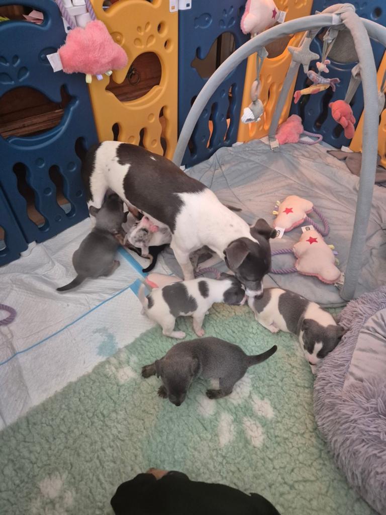 Prachtige pups geboren, Dieren en Toebehoren, Honden | Jack Russells en Terriërs, Parvo, Jack Russell Terriër, 8 tot 15 weken