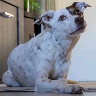 Co-ouder/maatje voor mijn hond Bodi, Dieren en Toebehoren, Honden | Niet-rashonden, 6 jaar of ouder, Particulier, Reu, Buitenland