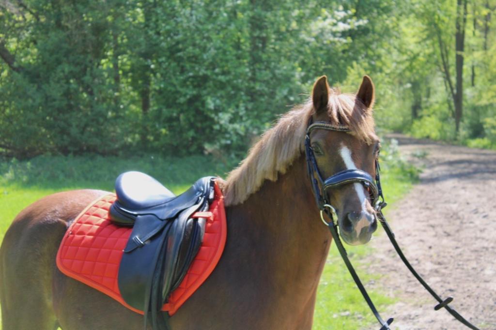 Welsh pony te koop, Ophalen of Verzenden