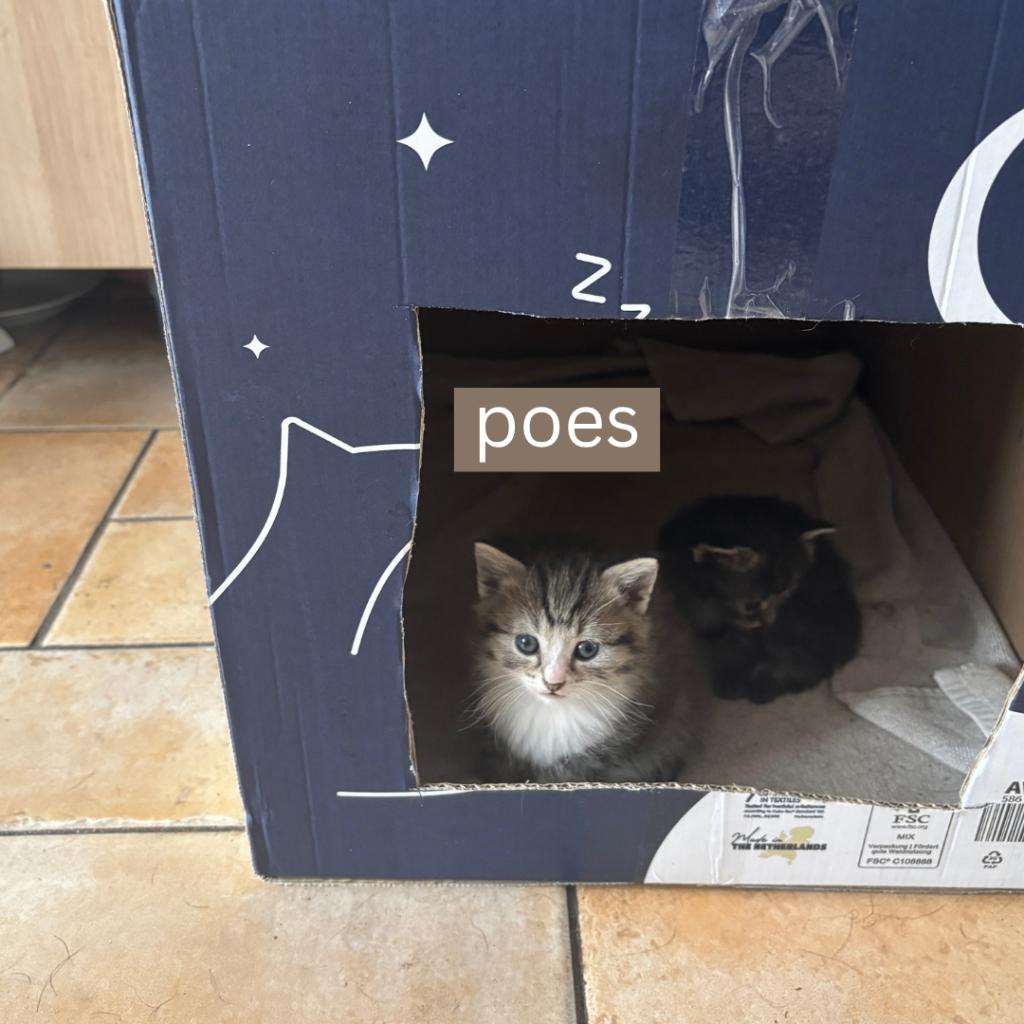 Lief nestje huiskat kittens - zoekt een nieuw thuis, Dieren en Toebehoren, Meerdere dieren, Kortharig, 0 tot 2 jaar