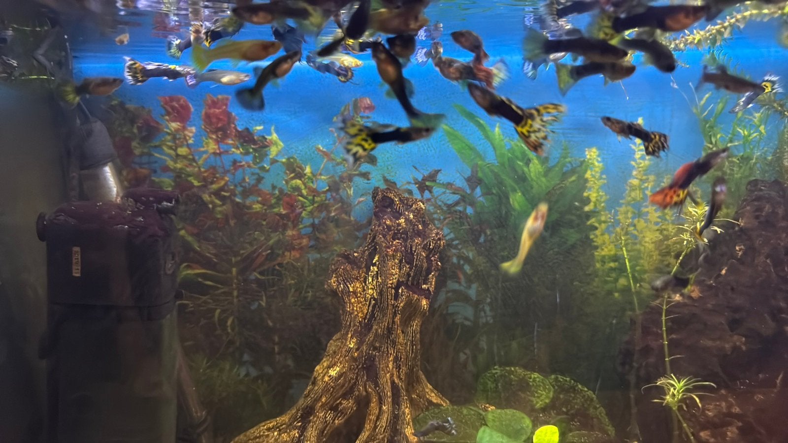 Guppy mannetjes en vrouwtjes, Vis, Zoetwatervis, Schoolvis