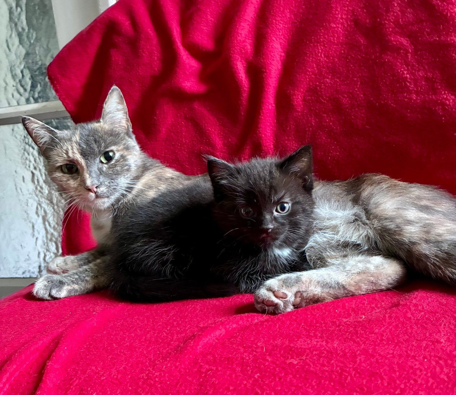 Lieve sociale kittens, Dieren en Toebehoren, Meerdere dieren, Kortharig, 0 tot 2 jaar