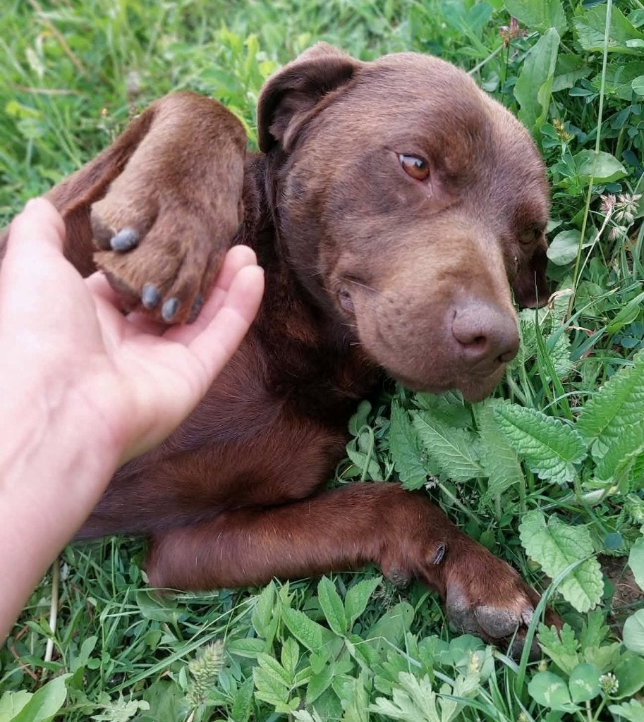 LARRY, PRACHTIGE, JONGE, LABRADOR, REU ZOEKT THUIS, Dieren en Toebehoren, Honden | Niet-rashonden, Particulier, Reu, 1 tot 2 jaar