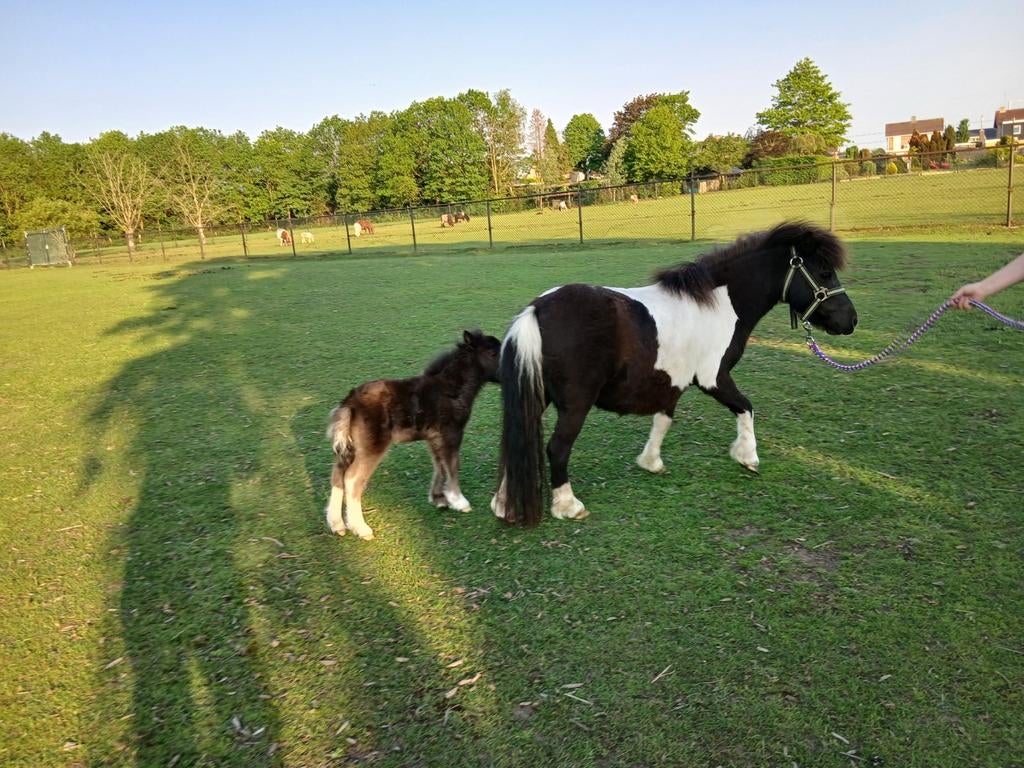 Prachtige shetlander merrie met veulen, Merrie, A pony (tot 1.17m), Gechipt, 3 tot 6 jaar