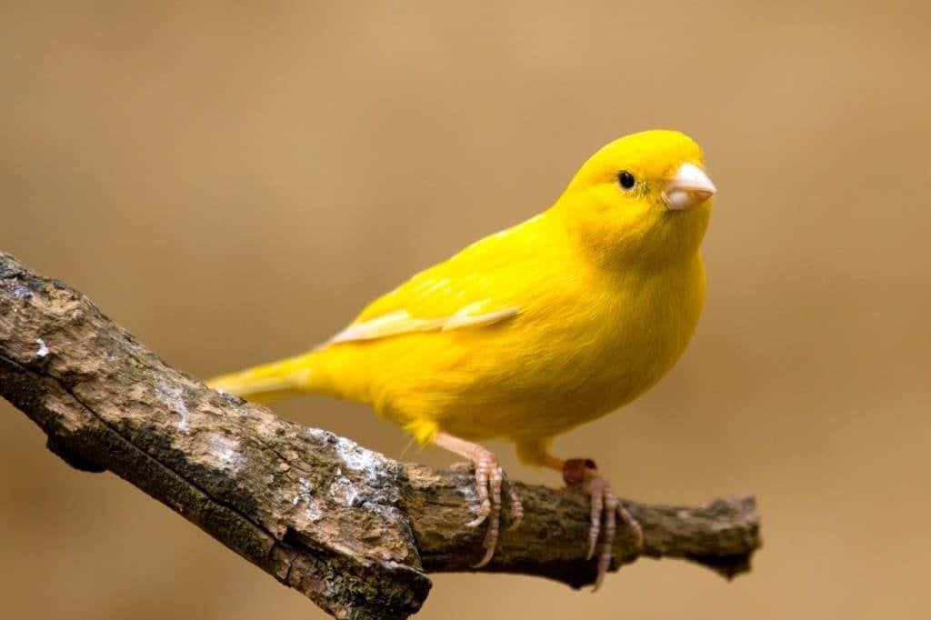 Kanaries gezocht!, Dieren en Toebehoren, Vogels | Kanaries, Meerdere dieren, Kleurkanarie
