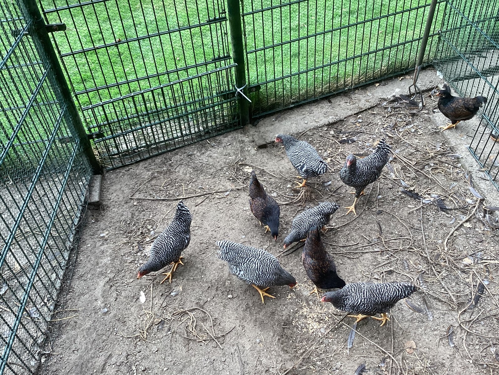 Amrock kriel kippen, Dieren en Toebehoren, Pluimvee, Vrouwelijk, Kip