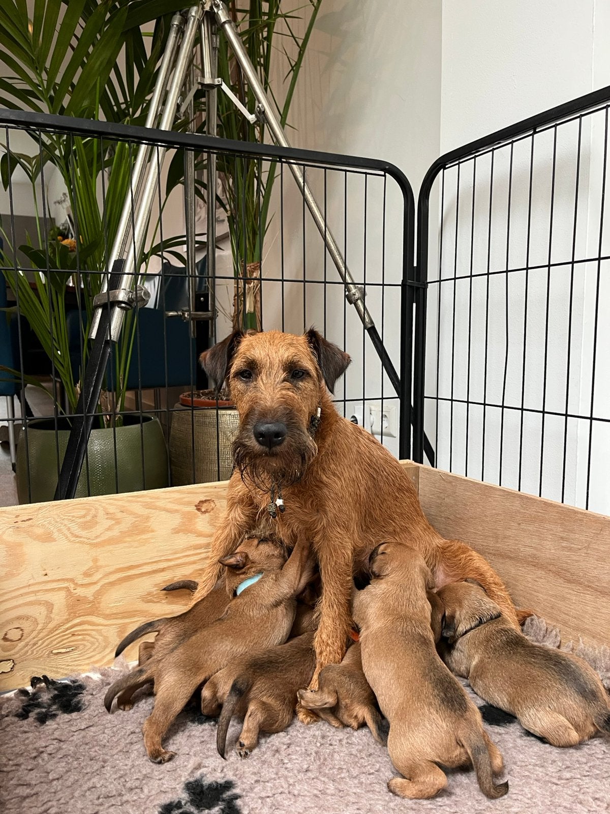 Te koop Ierse terrier pups, Dieren en Toebehoren, Honden | Jack Russells en Terriërs, Reu, Overige rassen, Particulier, Meerdere
