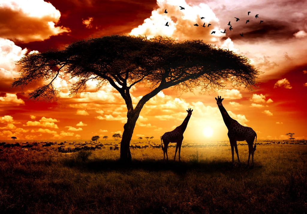 133 Afrika Giraffe Natuur Vlies Fotobehang 350x250 in 3maten, Huis en Inrichting, Stoffering | Behang, Ophalen of Verzenden, Minder dan 10 m²