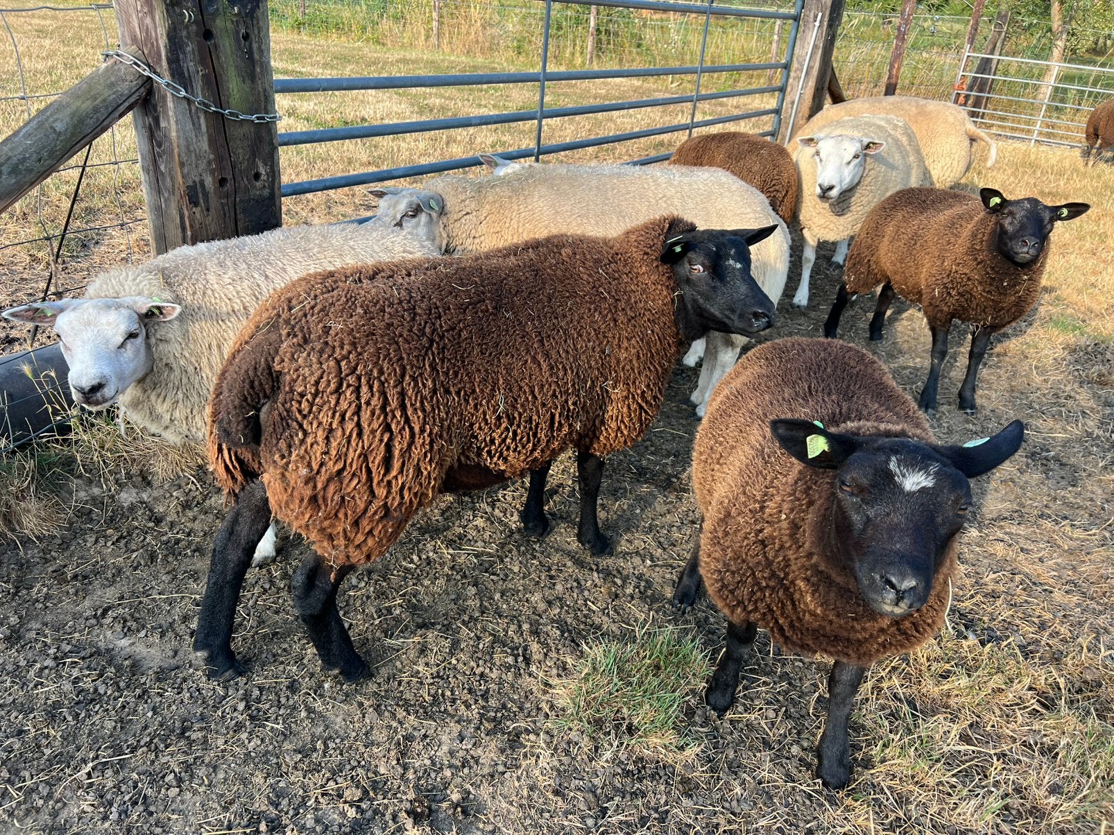 6 (fok)ooien te koop Texelaar, Vrouwelijk, Schaap