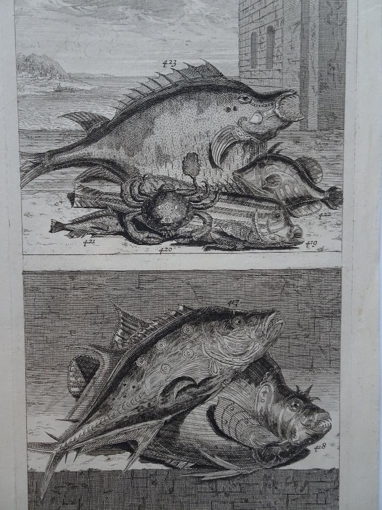 2 etsen tropische vissen nr 4, krab, Indonesie, Ambon 1724, Antiek en Kunst, Origineel, Flora en Fauna, 1700 - 1799, Verzenden