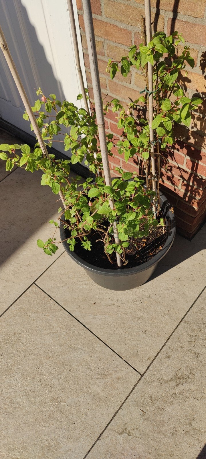 Fuchsia, Tuin en Terras, Planten | Tuinplanten, Ophalen, Zomer, Overige soorten, Halfschaduw