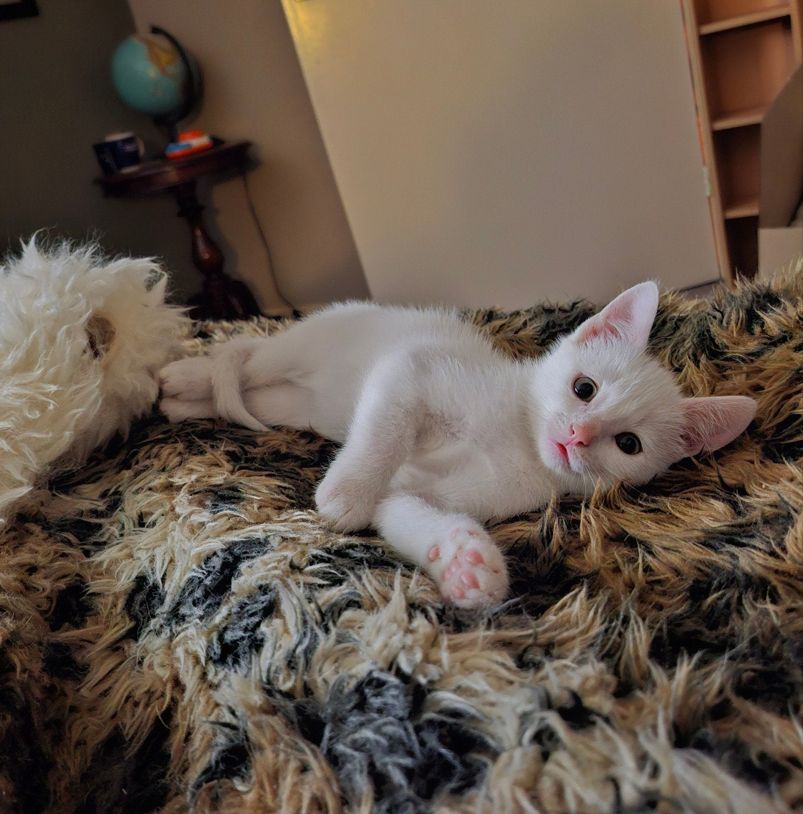 Prachtig wit kitten/poesje ,gechipt en geënt!!!, Dieren en Toebehoren, Katten en Kittens | Overige Katten, Kater, Kortharig, 0 tot 2 jaar