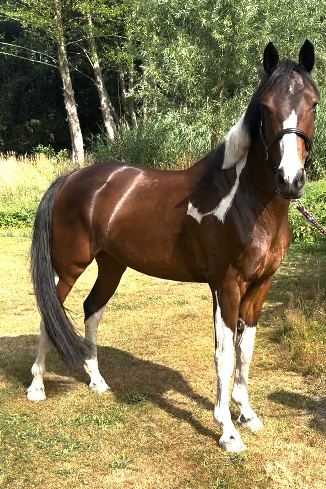 Te koop: veelbelovende sportpony, Dieren en Toebehoren, Pony's, Met stamboom, Springpony, Zadelmak, 3 tot 6 jaar