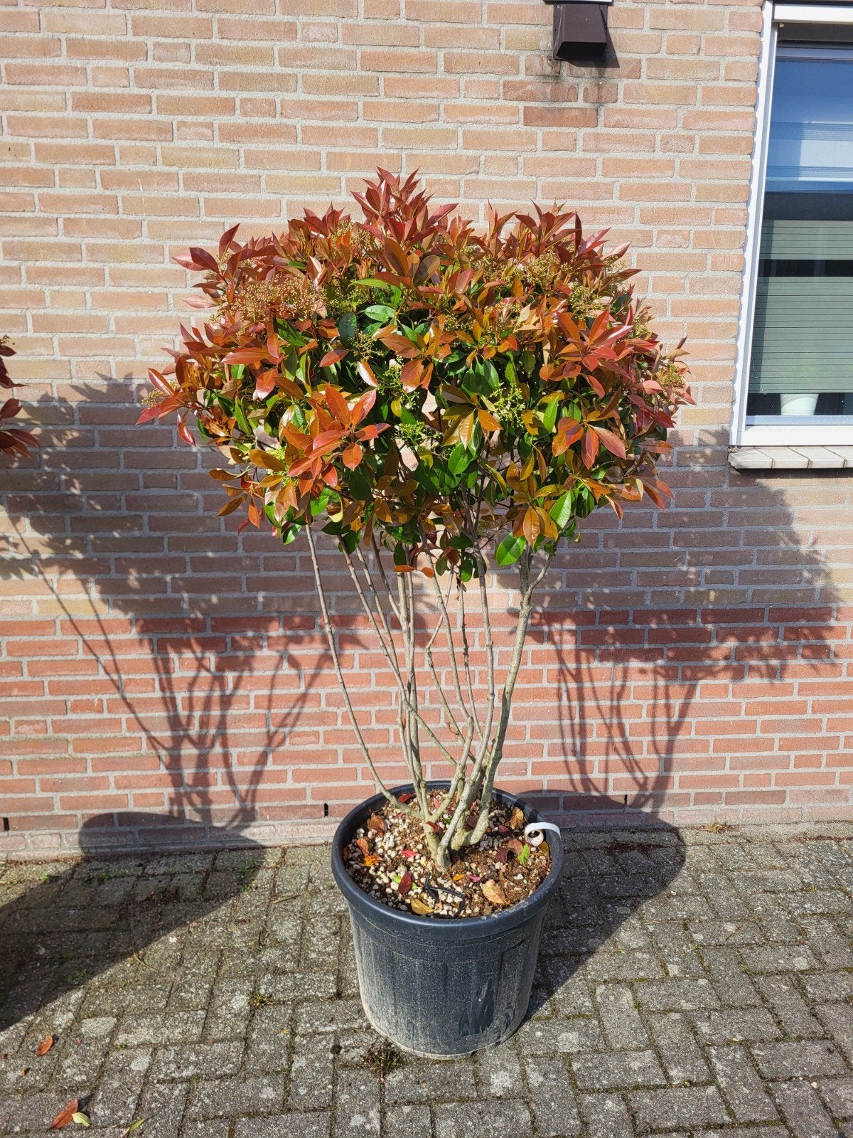 mooie meerstammige photinia red robin !!, Ophalen of Verzenden, Overige soorten