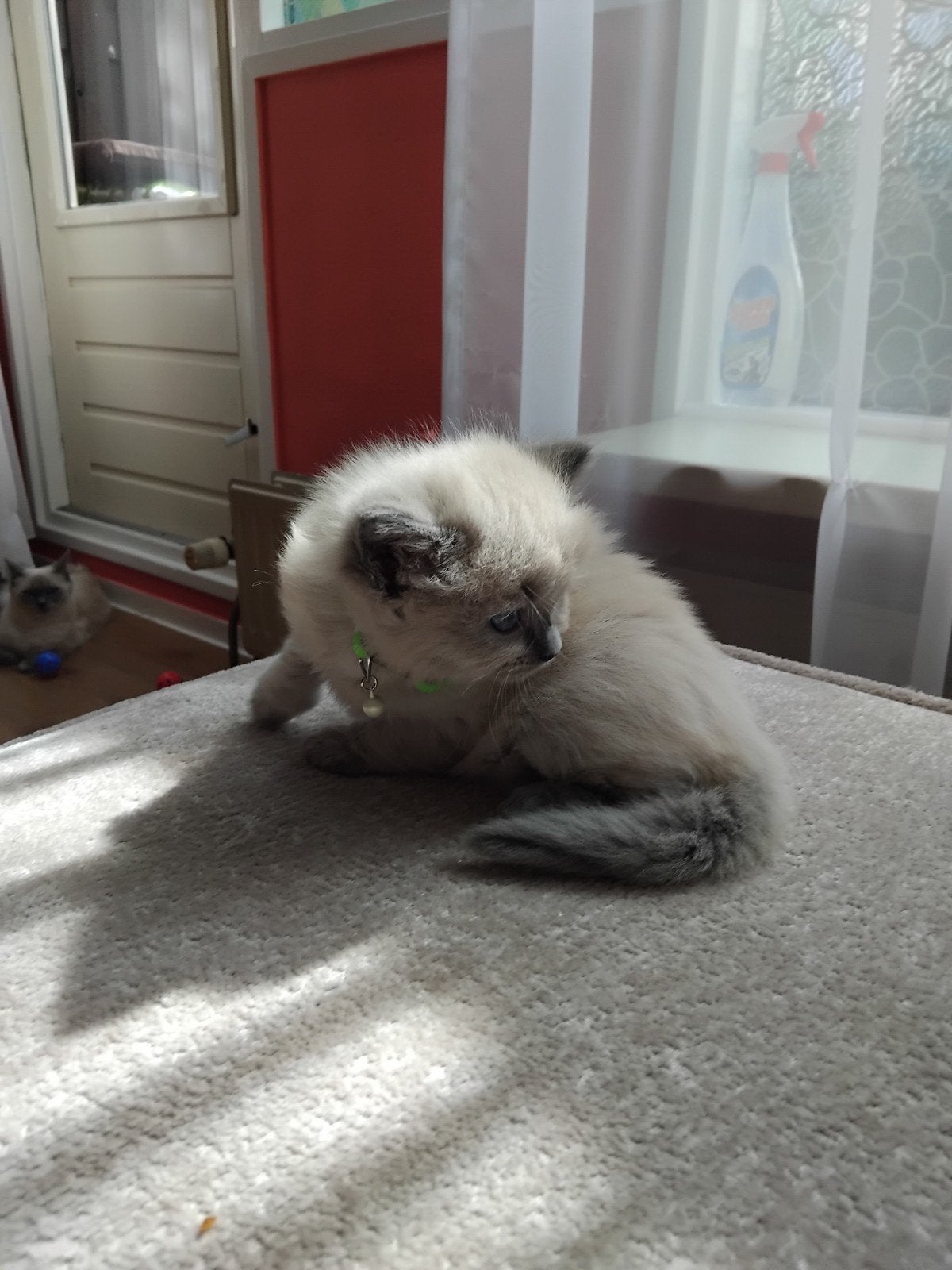 Ragdoll kittens, Meerdere dieren
