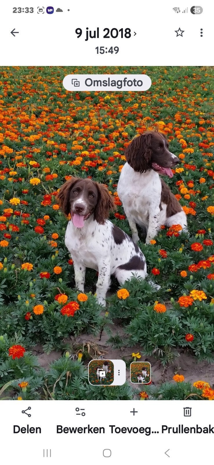 Gezocht: Engelse springer spaniël pup (teefje), 8 tot 15 weken, Teef, Eén hond, Klein