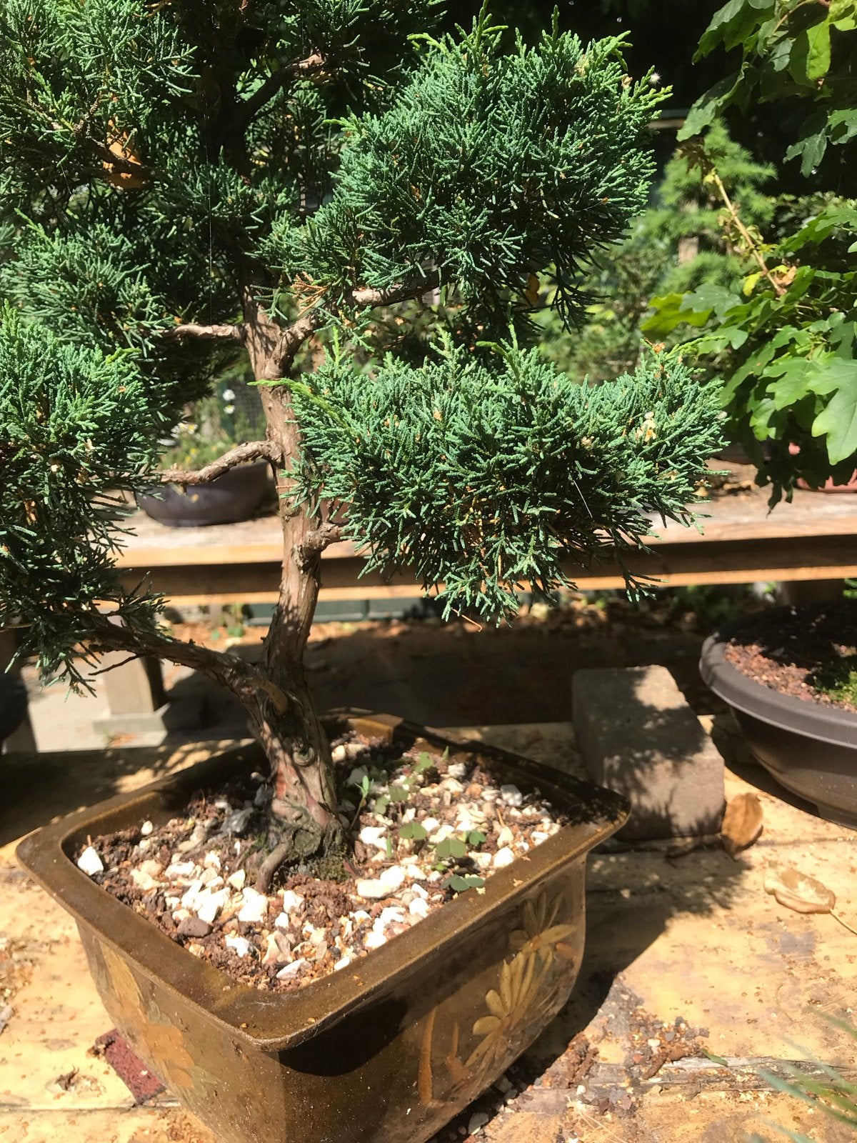 Juniperus Bonsai, Volle zon, Vaste plant, Bloeit niet, Ophalen