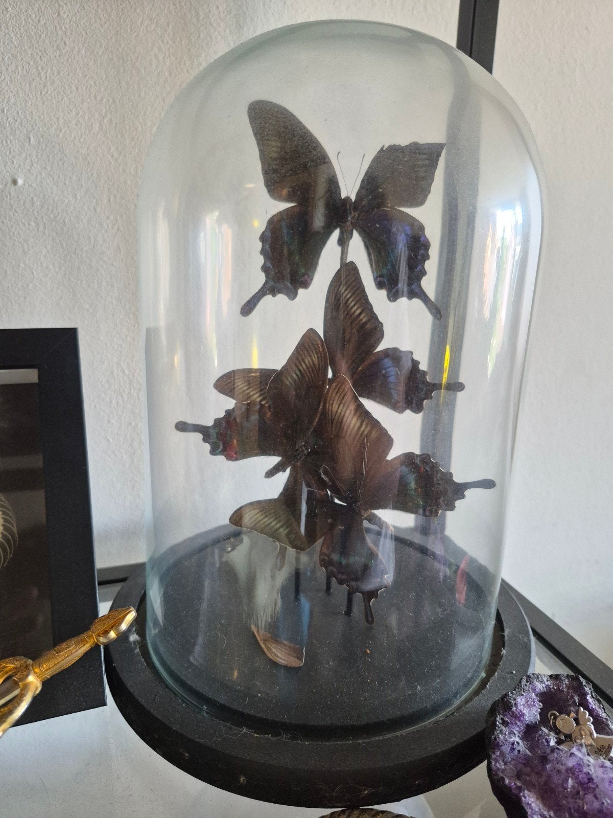 Opgezette vlinders in glazen stolp - Decoratie, Ophalen, Zo goed als nieuw, Insect, Opgezet dier