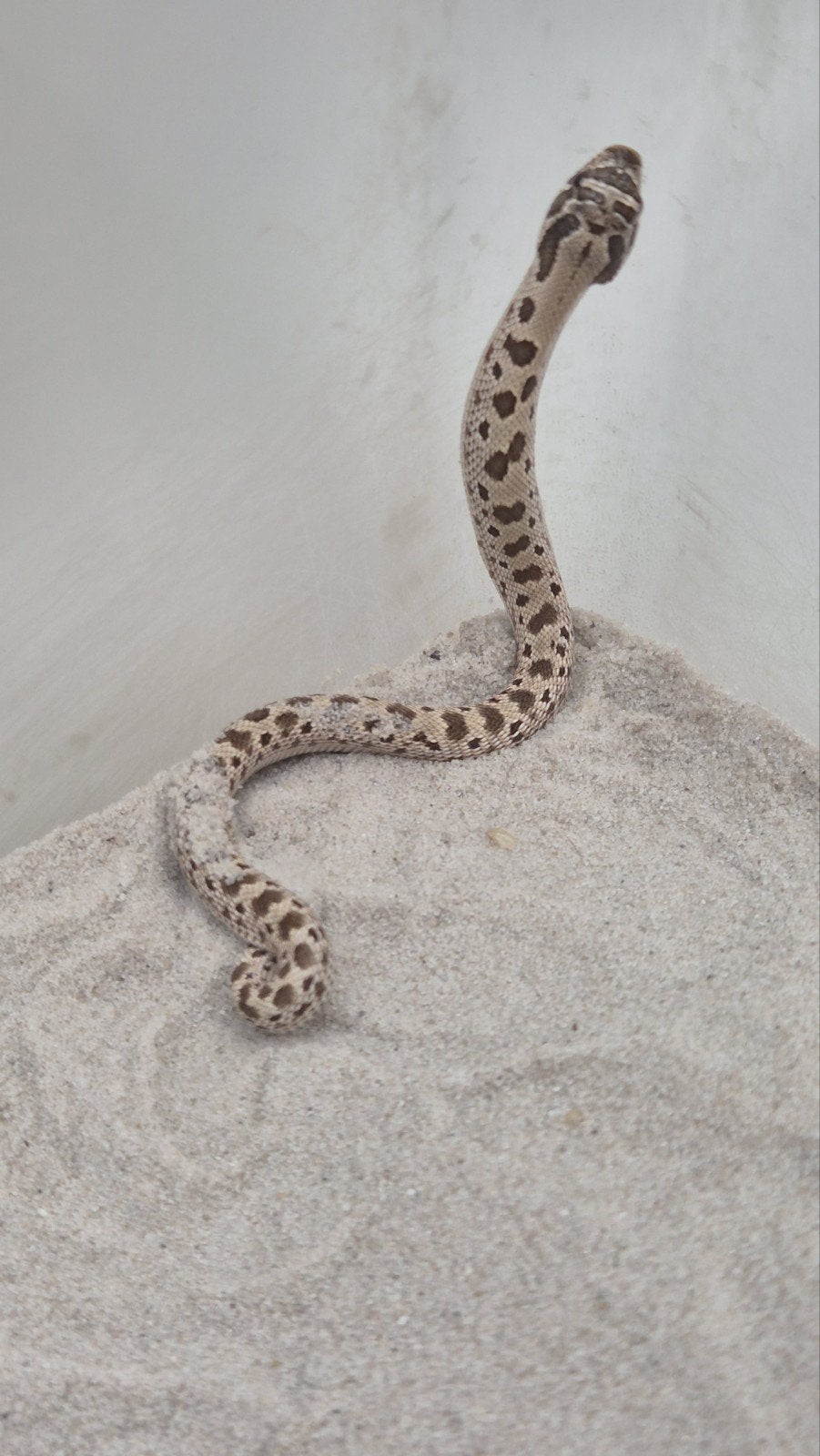 Haakneusslang het toffee Hognose Snake photo 4