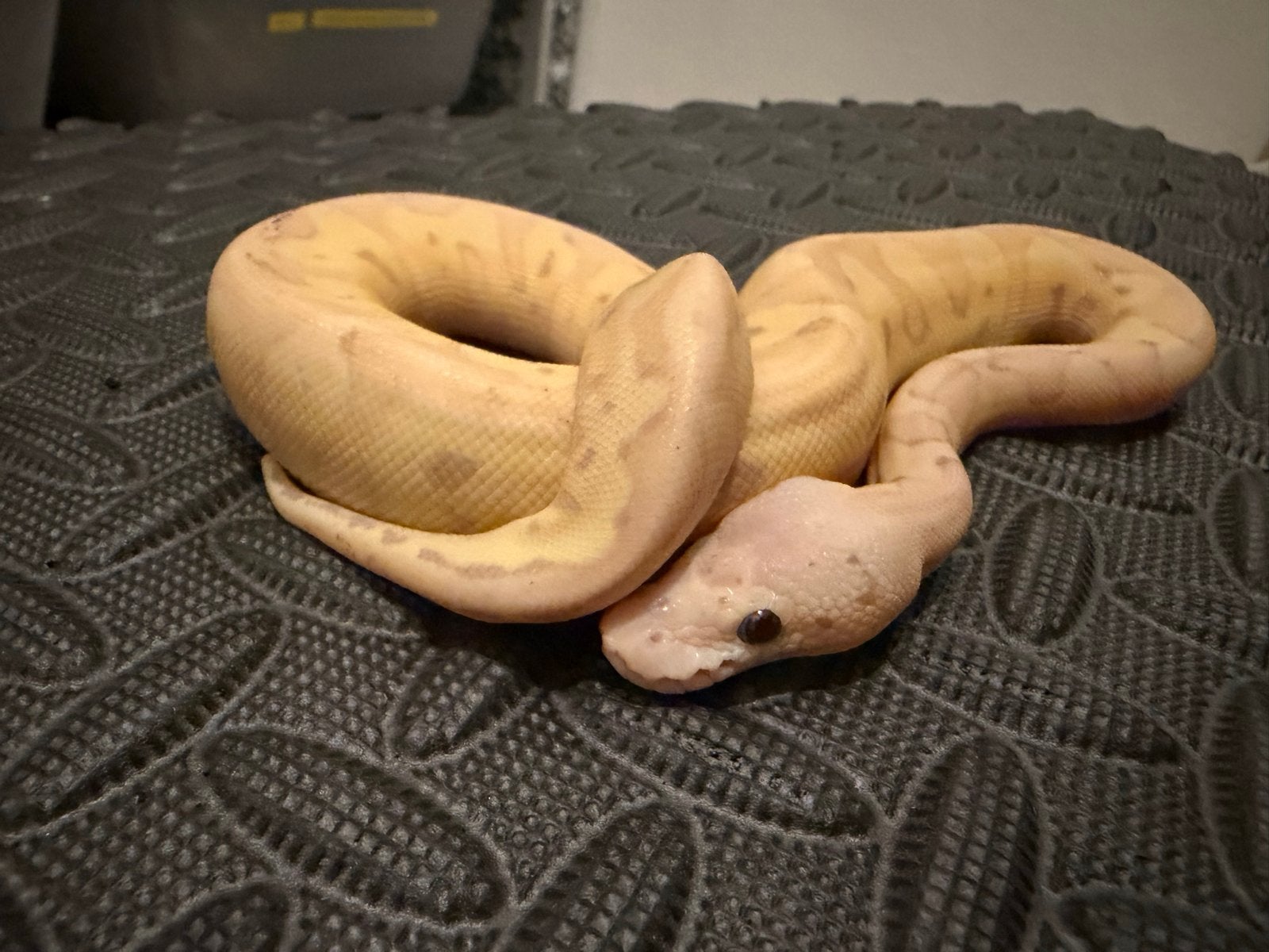 0.1 Ballpython / Regius Ball Python photo 5