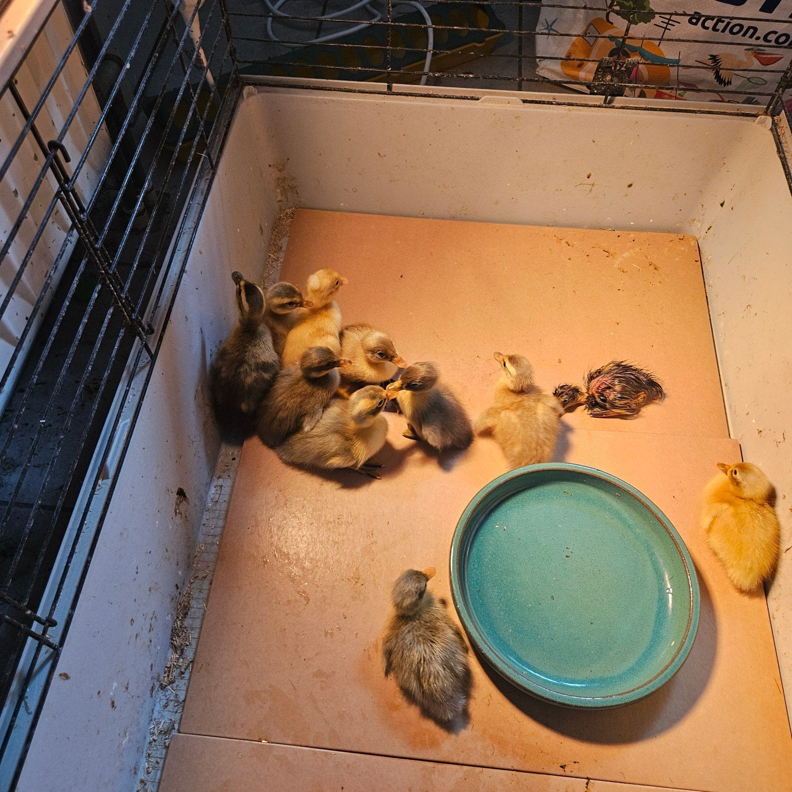 12 Indische loopeend pulletjes, Dieren en Toebehoren, Pluimvee, Eend
