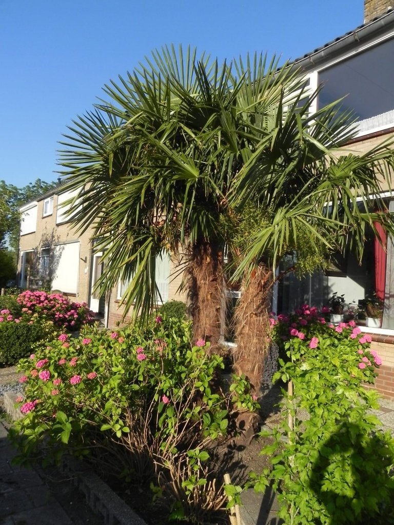 Schitterende palmboom, Tuin en Terras, Planten | Bomen, 100 tot 250 cm, Zomer, Palmboom, Ophalen